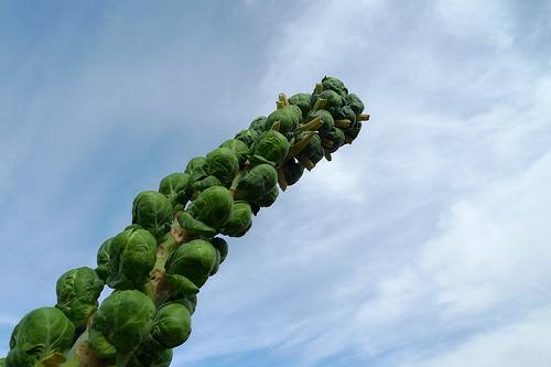 Fighting Plants