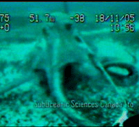Octopus Submarine